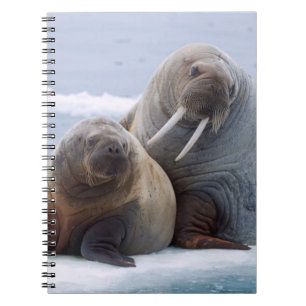 Carnet Morse femelle et son petit reposent sur une banqui