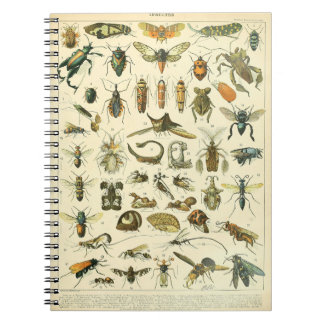 Carnet Motif-C de l'adolphe Millot Insectes