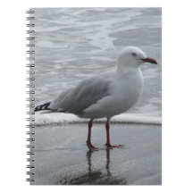 Mouette au bord de la mer