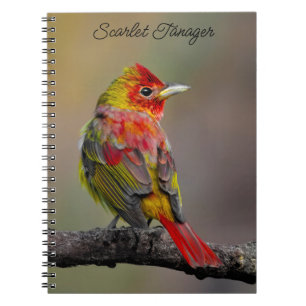 Carnet Moulage de Tangère - Photo originale