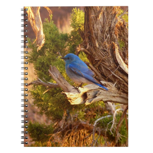 Carnet Mountain Bluebird at Arches National Park (Devant)