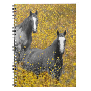 Carnet Moutarde et chevaux