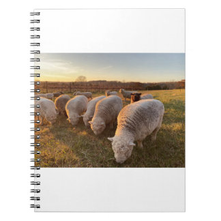 Carnet Mouton