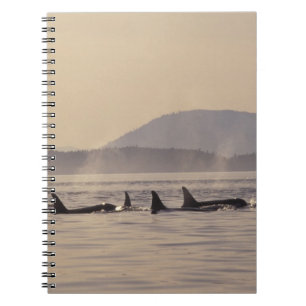 Carnet N.A., États-Unis, Washington, Îles San Juan Orque