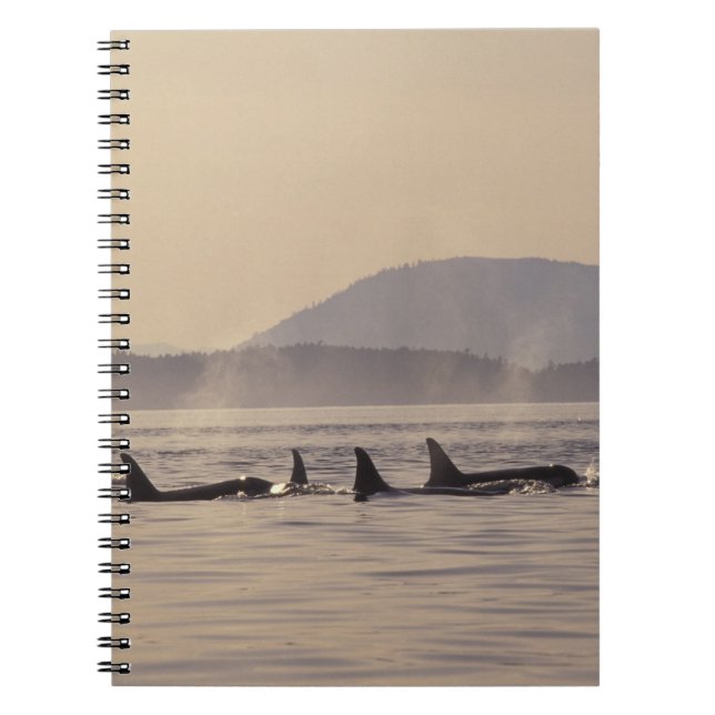 Carnet N.A., États-Unis, Washington, San Juan Islands Orc (Devant)