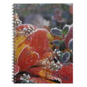 Carnet NA, États-Unis, Alaska, Parc national Denali givré