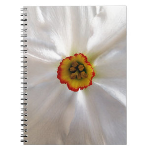 Carnet narcisse blanche perle