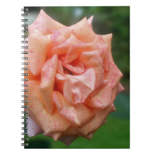 Carnet naturel Rose de Pêche en marmite