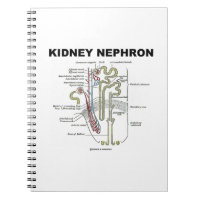 Néphron du rein (manuel d'anatomie de Grey)