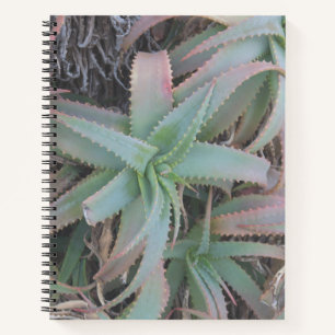 Carnet Nevada succulents