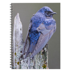 Carnet Nid de Martin-pêcheur mâle au-dessus du lac Sammam