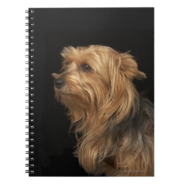 Carnet Noir et brun Yorkie profil gauche sur noir (Devant)
