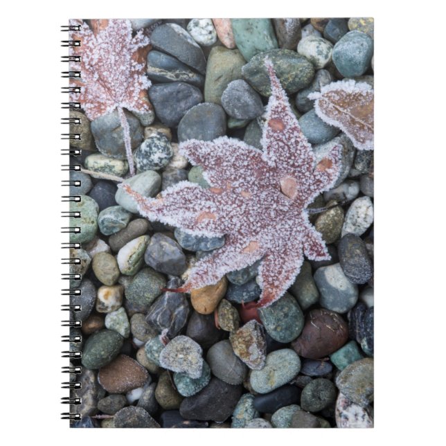 Carnet Nous, Wa, Bainbridge Island. Grenouille matinale 2 (Devant)