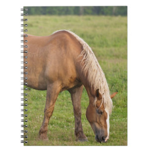 Carnet Nouveau-Brunswick, Canada. Cheval dans un champ.