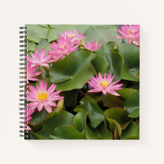 Carnet Nymphéas