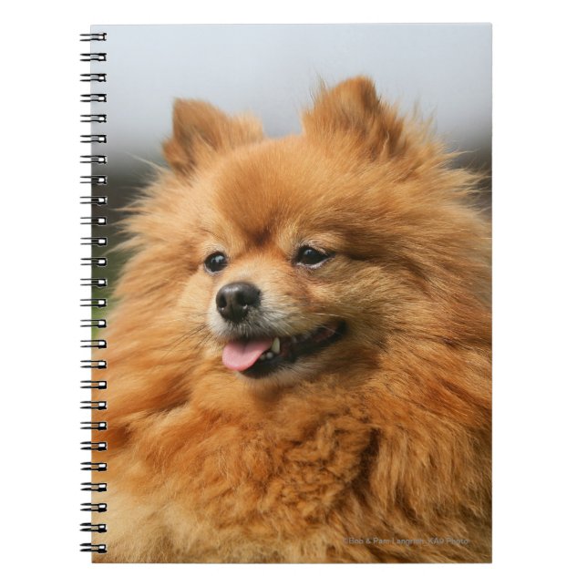 Carnet Observation de Pomeranian (Devant)