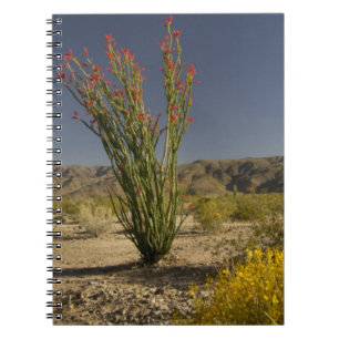 Carnet Ocotillo and desert senna