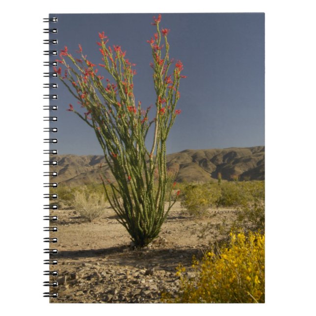 Carnet Ocotillo et senné du désert (Devant)