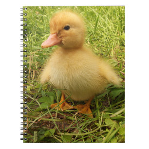 Carnet oiseau, canard, canard, jaune, nature, mignonette,