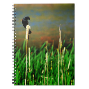 Carnet Oiseau-noir à ailes rouges sur un cattail