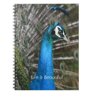 Carnet Oiseau paon de près Kauai (ma photographie)