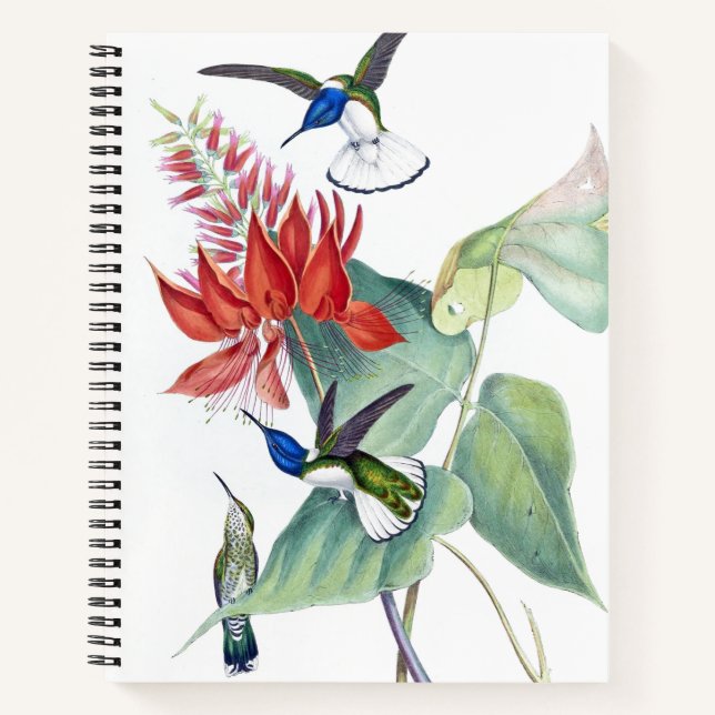 Carnet Oiseaux de colibri Faune Spirale Florale Notebook (Devant)