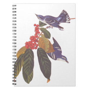 Carnet Oiseaux de Paruline Céruleenne d'Audubon avec baie