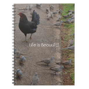 Carnet Oiseaux de poulet Kauai (ma photographie)