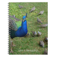 Oiseaux Paon Kauai (ma photographie)