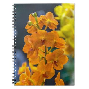 Carnet orange d'orchidées