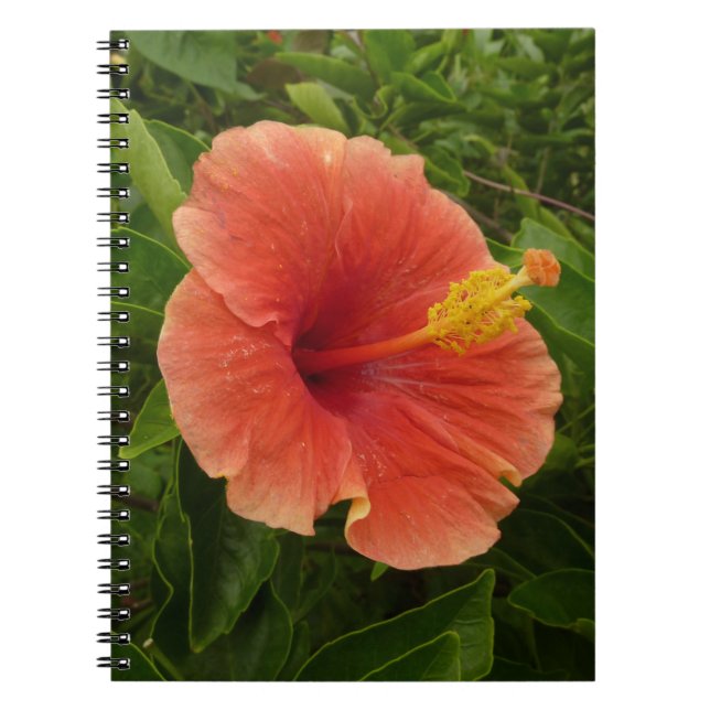 Carnet Orange Hibiscus Fleur Tropical Floral (Devant)