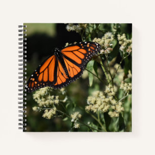 Carnet Orange Noir Monarque Papillon Nature Photographie