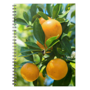 Carnet Oranger en fruits