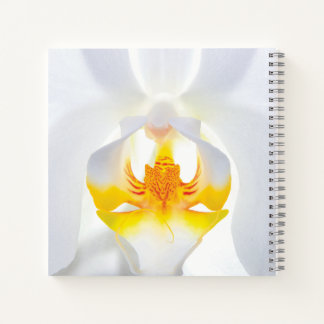 Carnet Orchidée blanche