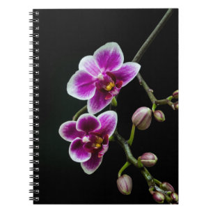 Carnet Orchidée rose blanc couleur sur noir pâle doux