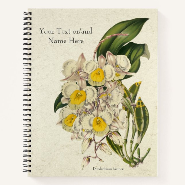 Carnet Orchidée vintage Dendrobium fereri (Devant)