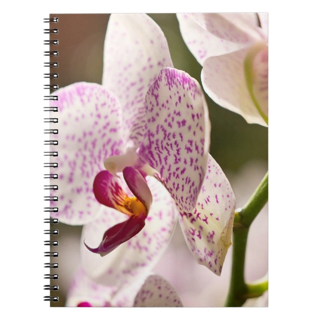 Carnet Orchidées par Shirley Taylor (Devant)