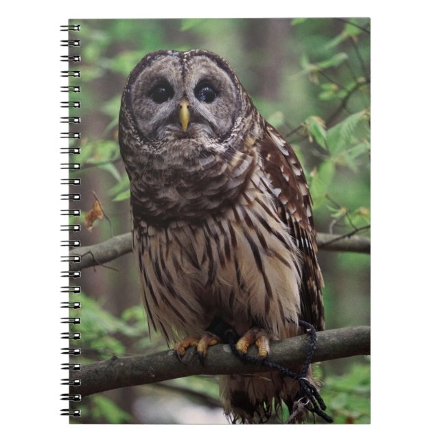 Carnet Ordinateur portable Barred Owl (Devant)