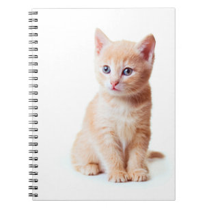 Carnet Ordinateur portable Kitten