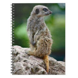 Carnet Ordinateur portable Lone Meerkat