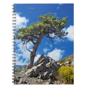Carnet Ordinateur portable Spiral Arbre À Pins