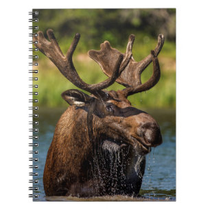 Carnet Orignal mâle se nourrissant dans le parc national 