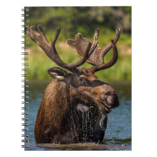 Carnet Orignal   Parc national de Glacier Montana