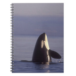 Carnet Orque (Orque orcinus) émergeant près