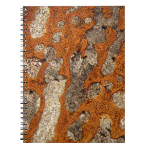 Carnet Os de dinosaure sous le microscope