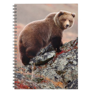 Carnet Ours Brown de Denali