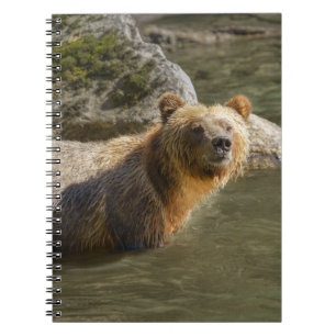 Carnet Ours Grizzli Sauvage À La Rivière Orford