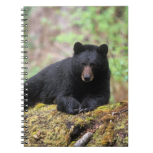 Carnet Ours noir sur une vieille bille de bois dans la