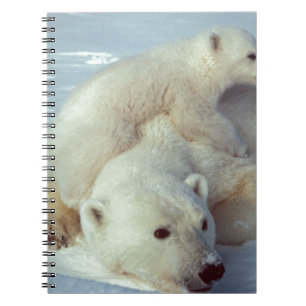 Carnet Ours polaire