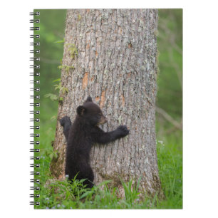 Carnet Ourson noir Grandes Montagnes fumantes
